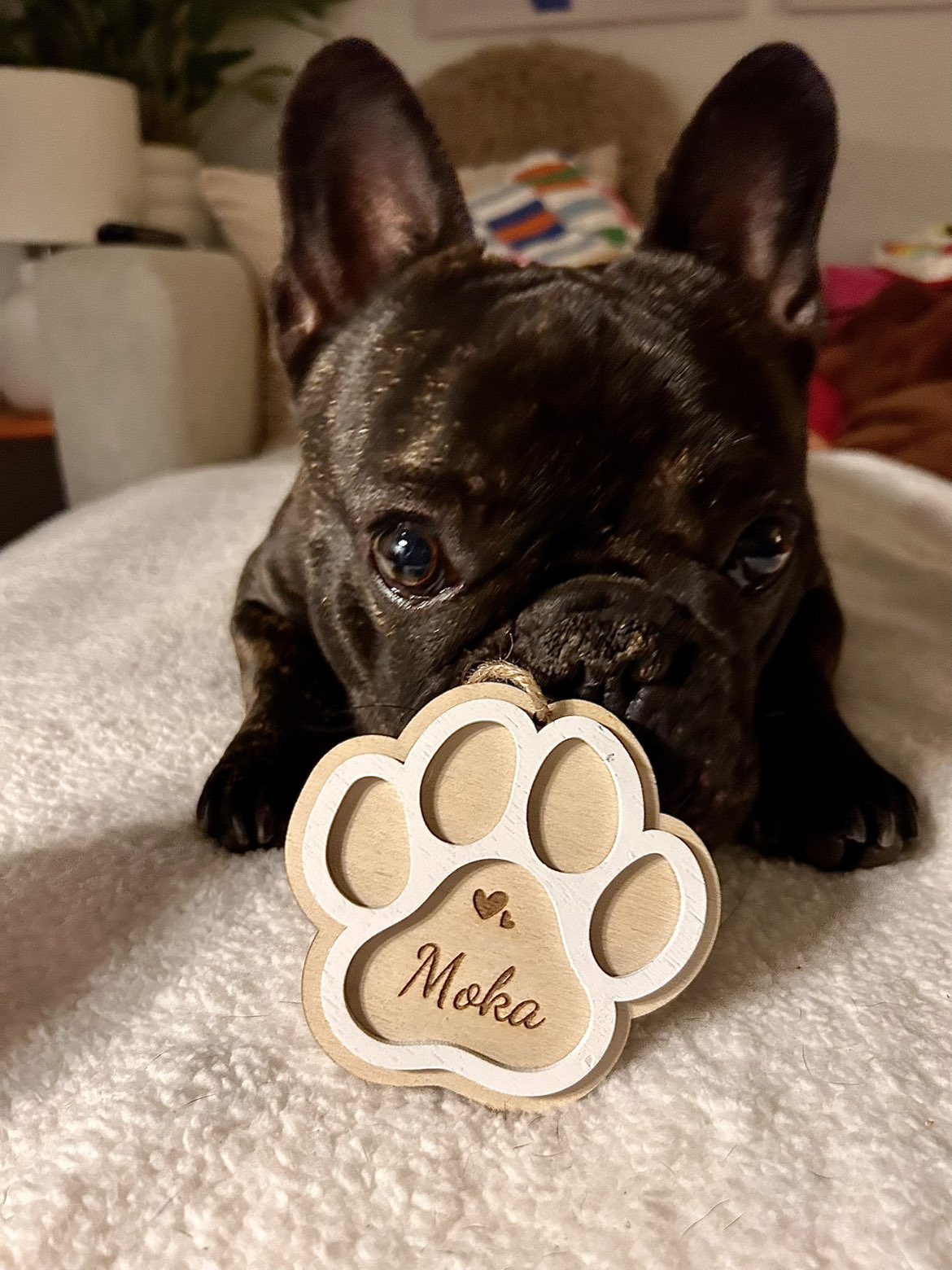 Boule patte de chien